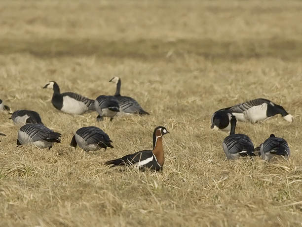 Punakaulahanhi, Red-breasted Goose, Branta ruficollis